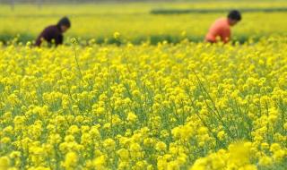 立夏节气的夏在古代是什么意思